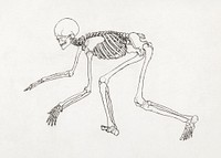 Human Skeleton, Lateral View (1795–1806) drawing in high resolution by George Stubbs. Original from The Yale University Art Gallery. Digitally enhanced by rawpixel.