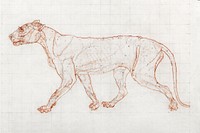 Tiger Body, Lateral View (1795–1806) drawing in high resolution by George Stubbs. Original from The Yale University Art Gallery. Digitally enhanced by rawpixel.