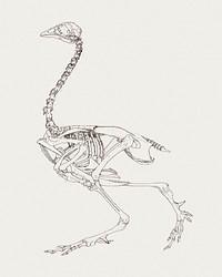 Fowl Skeleton, Lateral View (Study for the key figure to Table V), (1795–1806) drawing in high resolution by George Stubbs. Original from The Yale University Art Gallery. Digitally enhanced by rawpixel.