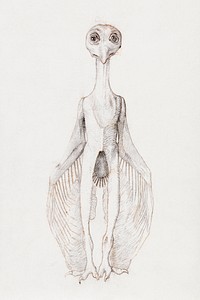 Owl Standing, Anterior View (1795–1806) drawing in high resolution by George Stubbs. Original from The Yale University Art Gallery. Digitally enhanced by rawpixel.