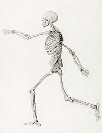 Human Skeleton, Lateral View Seen from the Left, Running (Finished Study for Table III), (1795&ndash;1806) drawing in high resolution by George Stubbs. Original from The Yale University Art Gallery. Digitally enhanced by rawpixel.