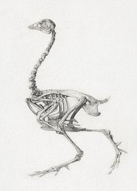 Fowl Skeleton, Lateral View (Finished Study for Table V), (1795–1806) drawing in high resolution by George Stubbs. Original from The Yale University Art Gallery. Digitally enhanced by rawpixel.