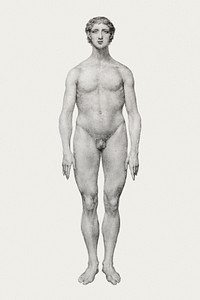 Human Figure, Anterior View, Undissected (Finished Study for Table VI), (1795&ndash;1806) drawing in high resolution by George Stubbs. Original from The Yale University Art Gallery. Digitally enhanced by rawpixel.