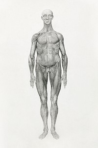 Human Figure, Anterior View, Skin and Underlying Facial Layers Removed (Finished Study for Table XI), (1795&ndash;1806) drawing in high resolution by George Stubbs. Original from The Yale University Art Gallery. Digitally enhanced by rawpixel.