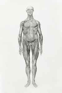 Human Figure, Anterior View, Skin and Underlying Facial Layers Removed (Finished Study for Table XI), (1795–1806) drawing in high resolution by George Stubbs. Original from The Yale University Art Gallery. Digitally enhanced by rawpixel.