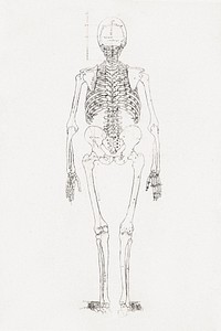 Human Skeleton, Posterior View (1795 &ndash;1806) drawing in high resolution by George Stubbs. Original from The Yale University Art Gallery. Digitally enhanced by rawpixel.