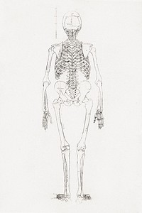 Human Skeleton, Posterior View (1795 –1806) drawing in high resolution by George Stubbs. Original from The Yale University Art Gallery. Digitally enhanced by rawpixel.