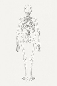 Human Skeleton, Posterior View (Relates to Table II), (1795&ndash;1806) drawing in high resolution by George Stubbs. Original from The Yale University Art Gallery. Digitally enhanced by rawpixel.