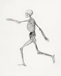 Human Skeleton, Lateral View (Close to the Final Study for Table III But Differs in Detail), (1795&ndash;1806) drawing in high resolution by George Stubbs. Original from The Yale University Art Gallery. Digitally enhanced by rawpixel.