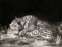 A Tyger: A Sleeping Cheetah (1788) print in high resolution by George Stubbs. Original from The Yale University Art Gallery. Digitally enhanced by rawpixel.