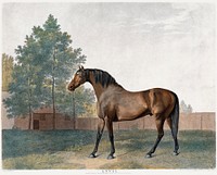 "Anvil" (1794) painting in high resolution by George Stubbs. Original from The Yale University Art Gallery. Digitally enhanced by rawpixel.