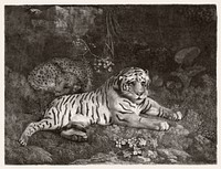 A Tiger and a Sleeping Leopard (1788) print in high resolution by George Stubbs. Original from The Yale University Art Gallery. Digitally enhanced by rawpixel.