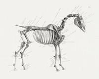 The anatomy of the horse (1853) print in high resolution by George Stubbs. Original from The Yale University Art Gallery. Digitally enhanced by rawpixel.