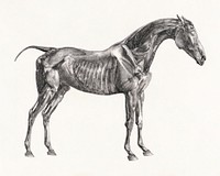 The anatomy of the horse (1853) print in high resolution by George Stubbs. Original from The Yale University Art Gallery. Digitally enhanced by rawpixel.