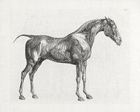 The Anatomy of the Horse, including a particular description of the bones, cartilages, muscles, fascias, ligaments, nerves, arteries, veins, and glands (1766) print in high resolution by George Stubbs. Original from The MET Museum. Digitally enhanced by rawpixel.