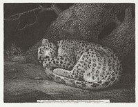 A Sleeping Leopard (1791) print in high resolution by George Stubbs. Original from The MET Museum. Digitally enhanced by rawpixel.