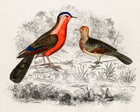 Hand drawn sketch of birds by <a href="https://www.rawpixel.com/search/Oliver%20Goldsmith?sort=curated&amp;page=1">Oliver Goldsmith</a> (1730-1774). Digitally enhanced from our own original edition. 