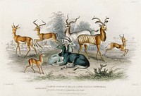 Addax, Koodoo, Pallah, Kevel Gazelle, Springbock, Salt&#39;s Antelope, Takhaitze, and Nyl Ghau.  Digitally enhanced from our own original edition of A History of the Earth and Animated Nature (1820) by Oliver Goldsmith (1730-1774).