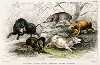 Wild Boar, Collared Peccary, Chinese Sow, Capibara, and Babyroussa.  Digitally enhanced from our own original edition of A History of the Earth and Animated Nature (1820) by Oliver Goldsmith (1730-1774).