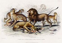 Asiatic Lion, Lioness, Bengal Tiger, Leopard, and Jaguar.  Digitally enhanced from our own original edition of A History of the Earth and Animated Nature (1820) by Oliver Goldsmith (1730-1774).