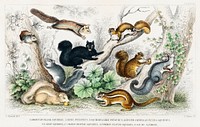 American Black Squirrel, Ariel Petaurus, Squirrel-Like Petaurus, Lesser American Flying Squirrel, Grey Squirrel, Common British Squirrel, Common Ground Squirrel, and Agiump Squirrel.  Digitally enhanced from our own original edition of A History of the Earth and Animated Nature (1820) by Oliver Goldsmith (1730-1774).