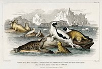 Harp Seal (Male and Female), Pennants Pied Seal, Marbled Seal, Common Seal of the Scotch Coasts, Walrus or Sea Horse , and Fur Seal of Commerce.  Digitally enhanced from our own original edition of A History of the Earth and Animated Nature (1820) by Oliver Goldsmith (1730-1774).
