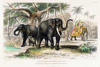 Asiatic Elephant and Caparisoned Elephant.  Digitally enhanced from our own original edition of A History of the Earth and Animated Nature (1820) by Oliver Goldsmith (1730-1774).