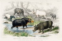 Hippopotamus, Indian Rhinoceros, Muchoco, White Rhinoceros, Two Horned African Rhinoceros, and Malay Tapir.  Digitally enhanced from our own original edition of A History of the Earth and Animated Nature (1820) by Oliver Goldsmith (1730-1774).