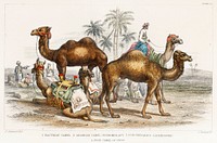 Bactrian Camel, Arabian Camel Or Dromedary, Dromedaries Caparisoned, and Post Camel of India.  Digitally enhanced from our own original edition of A History of the Earth and Animated Nature (1820) by Oliver Goldsmith (1730-1774).