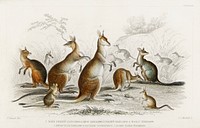Lord Derby Kangaroo, Aroe Kangaroo, Parry&#39;s Kangaroo, Woolly Kangaroo, Brush Tailed Kangaroo, Rat-Tailed Hypsiprymnus, and Rabbit-Eared Perameles.  Digitally enhanced from our own original edition of A History of the Earth and Animated Nature (1820) by Oliver Goldsmith (1730-1774).