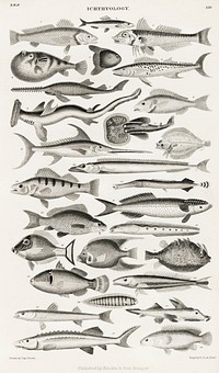Ichthyology.  Digitally enhanced from our own original edition of A History of the Earth and Animated Nature (1820) by Oliver Goldsmith (1730-1774).