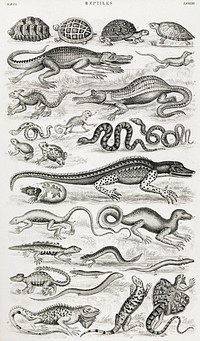 Reptiles.  Digitally enhanced from our own original edition of A History of the Earth and Animated Nature (1820) by Oliver Goldsmith (1730-1774).