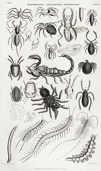 Entomology - Arachnides, Myriapoda.  Digitally enhanced from our own original edition of A History of the Earth and Animated Nature (1820) by Oliver Goldsmith (1730-1774).