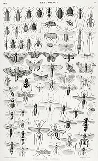 Entomology.  Digitally enhanced from our own original edition of A History of the Earth and Animated Nature (1820) by Oliver Goldsmith (1730-1774).