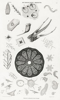 Microscopic Objects.  Digitally enhanced from our own original edition of A History of the Earth and Animated Nature (1820) by Oliver Goldsmith (1730-1774).