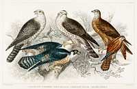Gyr Falcon, Goshawk, Kite or Glead, Peregrine Falcon, and Kestril (Female). Digitally enhanced from our own original edition of A History of the Earth and Animated Nature (1820) by Oliver Goldsmith (1730-1774).