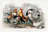 Game Cock, Silver Spangled, White Feathered Bantam Hen, Dorking Hen, Black Polish Hen, Malay Cock, and Hen.  Digitally enhanced from our own original edition of A History of the Earth and Animated Nature (1820) by Oliver Goldsmith (1730-1774).