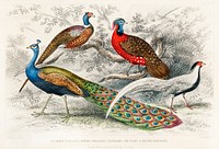 Common Peacock, Ringed Pheasant, Horned Pheasant, and Silver Pheasant.  Digitally enhanced from our own original edition of A History of the Earth and Animated Nature (1820) by Oliver Goldsmith (1730-1774).