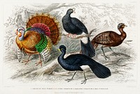 American Wild Turkey, Crested Curassow, Galeated Curassow, and Red Curassow.  Digitally enhanced from our own original edition of A History of the Earth and Animated Nature (1820) by Oliver Goldsmith (1730-1774).