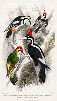 Ivory Billed Woodpecker, Green Woodpecker, Great Spotted Woodpecker, and Lesser Spotted Woodpecker.  Digitally enhanced from our own original edition of A History of the Earth and Animated Nature (1820) by Oliver Goldsmith (1730-1774).