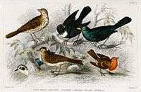 Song Thrush, Ring Ouzel, Blackbird, Wheat Ear, Sky Lark, and Redbreast.  Digitally enhanced from our own original edition of A History of the Earth and Animated Nature (1820) by Oliver Goldsmith (1730-1774).