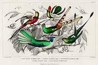 Bar-Tailed Humming Bird, Stoke Humming Bird, Underwood's Humming Bird, Gould's Humming Bird, and Topaz Throated Humming Bird.  Digitally enhanced from our own original edition of A History of the Earth and Animated Nature (1820) by Oliver Goldsmith (1730-1774).