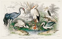Common Crane, White Stork, Gigantic Crane, Common Heron, and Little Egret.  Digitally enhanced from our own original edition of A History of the Earth and Animated Nature (1820) by Oliver Goldsmith (1730-1774).