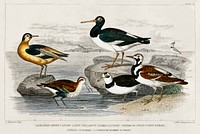 European Oyster Catcher, Grey Phalarope (Summer Plumage), Purre or Dunlin (Summer Plumage), Ringed Dotterel, Turnstone (Summer Plumage).  Digitally enhanced from our own original edition of A History of the Earth and Animated Nature (1820) by Oliver Goldsmith (1730-1774).