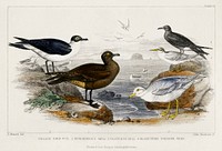 Black Toed Gull, Richardson&#39;s Skua, Glaucous Gull, Black Tern, and Lesser Tern.  Digitally enhanced from our own original edition of A History of the Earth and Animated Nature (1820) by Oliver Goldsmith (1730-1774).