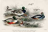 Blue Winged Shoveler or Broad Bill, Teal, Harlequin Duck, Scaup Duck, Female Scaup Duck, and Red Headed Pochard.  Digitally enhanced from our own original edition of A History of the Earth and Animated Nature (1820) by Oliver Goldsmith (1730-1774).