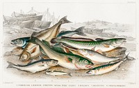 Common Cod, Haddock, Whiting, Coal Fish, Ling, Holibut, Mackerel, and Smelt or Spirling.  Digitally enhanced from our own original edition of A History of the Earth and Animated Nature (1820) by Oliver Goldsmith (1730-1774).