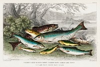 Salmon, Gilse, Salmon Trout, Great Lake Trout, Lake Trout, River Trout, and Parr.  Digitally enhanced from our own original edition of A History of the Earth and Animated Nature (1820) by Oliver Goldsmith (1730-1774).