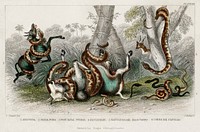 Anaconda, Pedda Poda, Port Natal Python, Rattlesnake, Rattlesnake Black Variety, and Cobra de Capello.  Digitally enhanced from our own original edition of A History of the Earth and Animated Nature (1820) by Oliver Goldsmith (1730-1774).