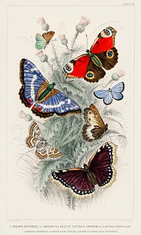 Peacock Butterfly, Camberwall Beauty, Purple Emperor, Glanville Fritillary, Grayling Butterfly, Green Hair Streak, and Silver Studded Blue Butterfly.  Digitally enhanced from our own original edition of A History of the Earth and Animated Nature (1820) by Oliver Goldsmith (1730-1774).